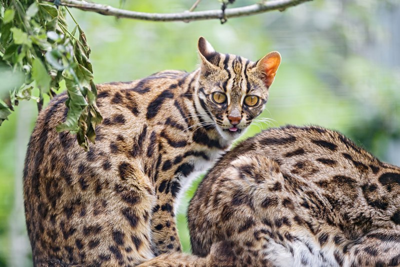 Бенгальская кошка