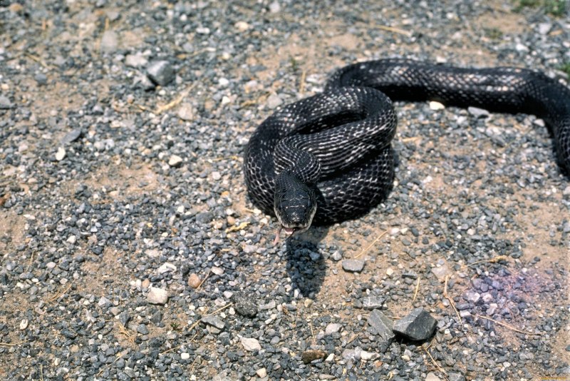 Vipera berus гадюка