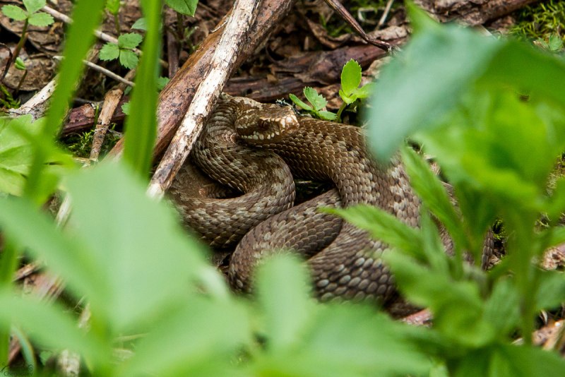 Гадюка Лотиева (Vipera lotievi)
