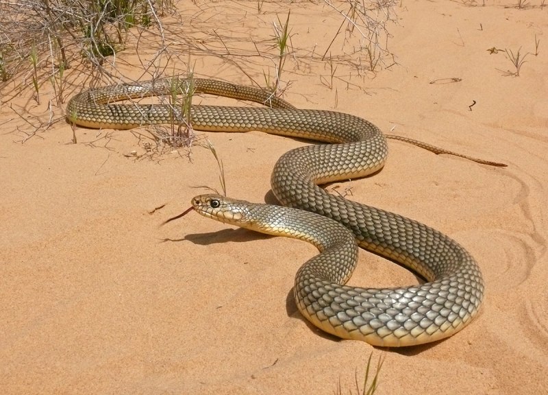 Желтобрюхий полоз (Dolichophis caspius)