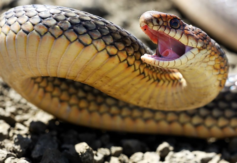 Желтобрюхий полоз (Dolichophis caspius)