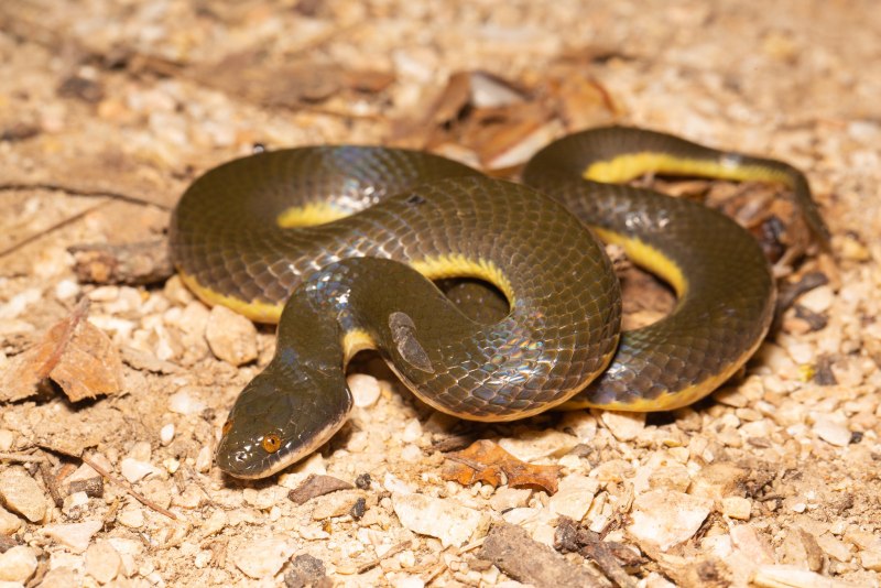 Желтобрюхий полоз (Dolichophis caspius)