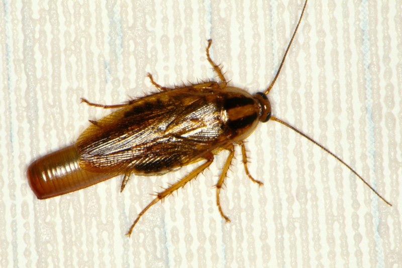 Рыжий таракан Blattella Germanica