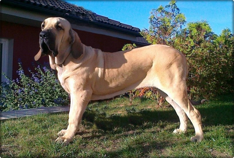 Собака филабразелейра