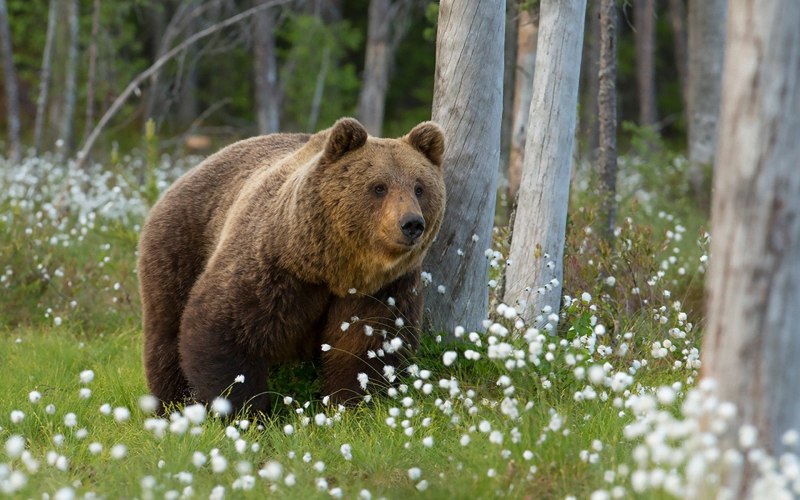 Северная Америка медведь Гризли