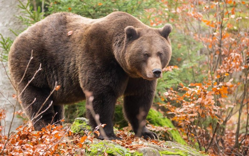 Бурый медведь – Ursus arctos l.
