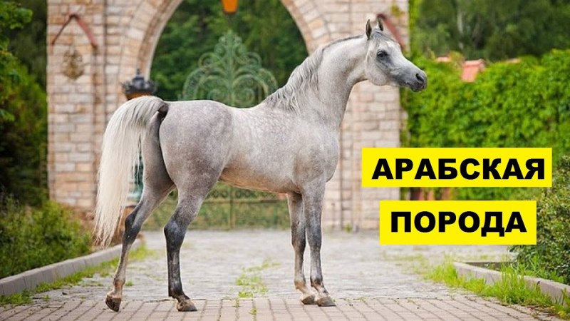 Лошади породы арабская чистокровная