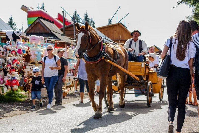 Шленская лошадь Польша