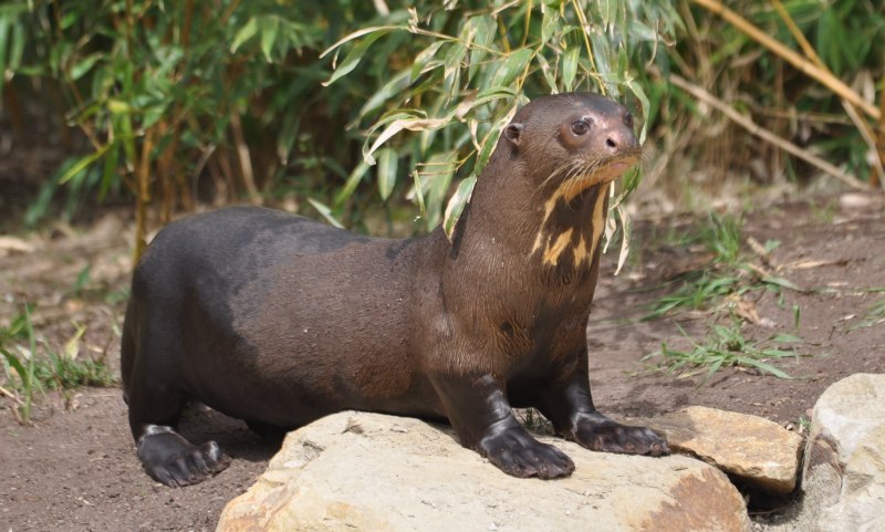 South American giant River Otter