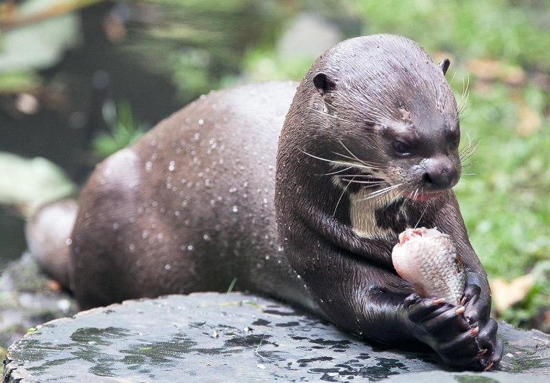 Выдры Otters