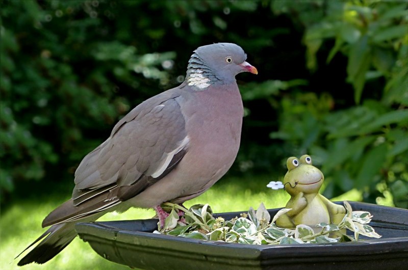 Вяхирь – Columba palumbus l