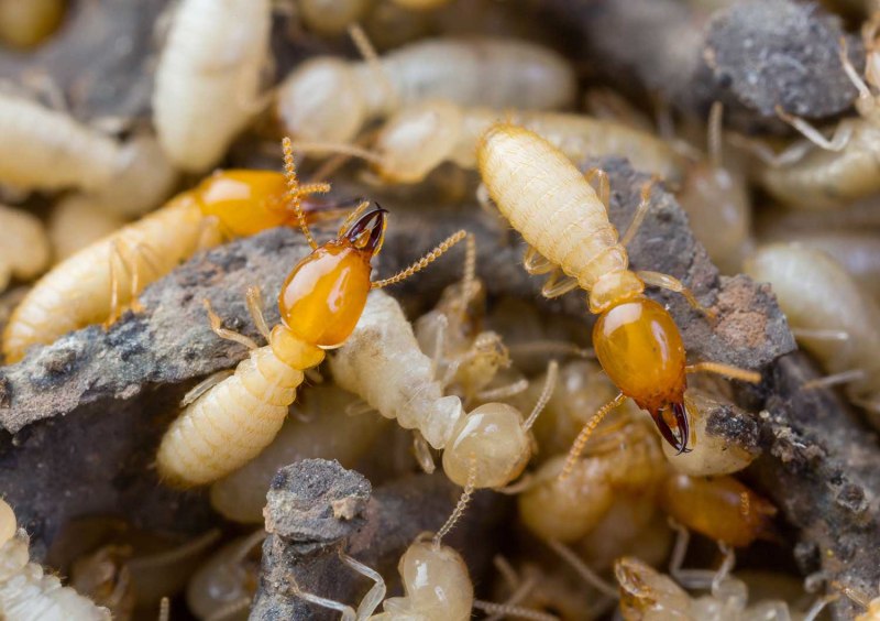 Отряд термиты — Isoptera