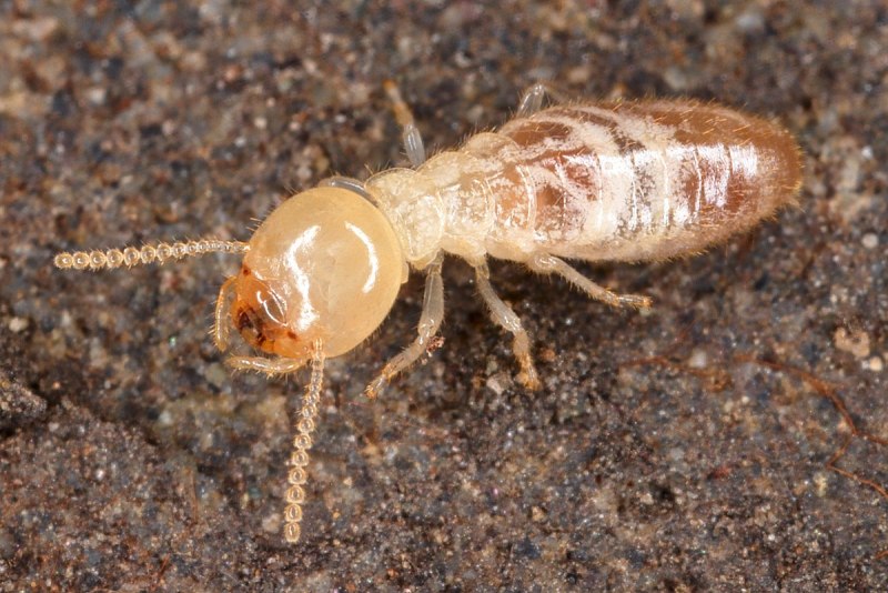 Отряд термиты — Isoptera