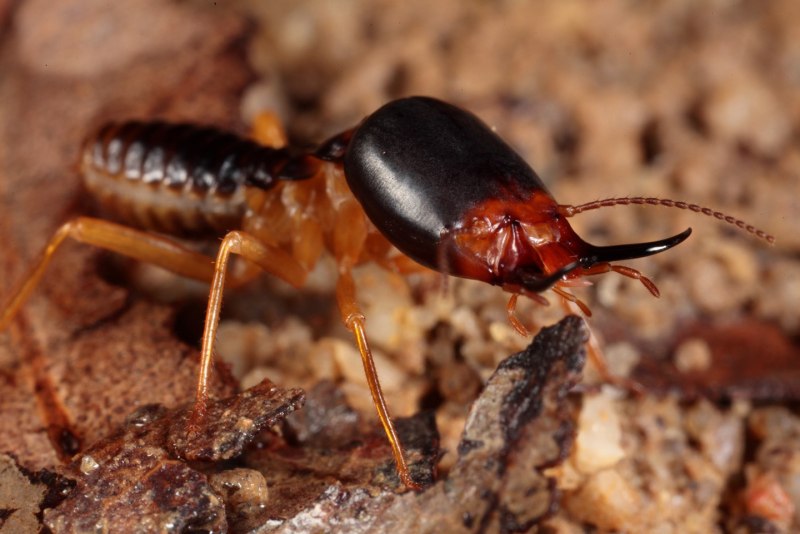 Isoptera термиты