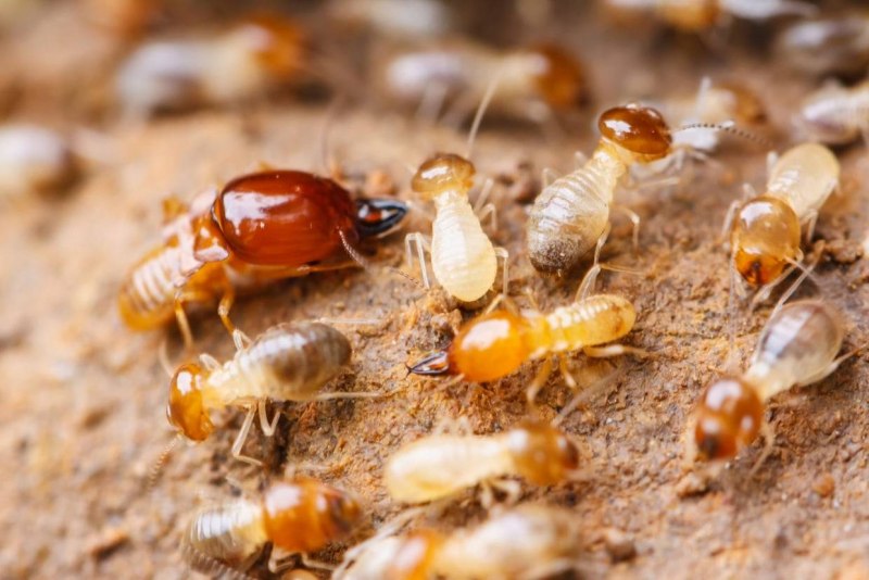 Isoptera термиты