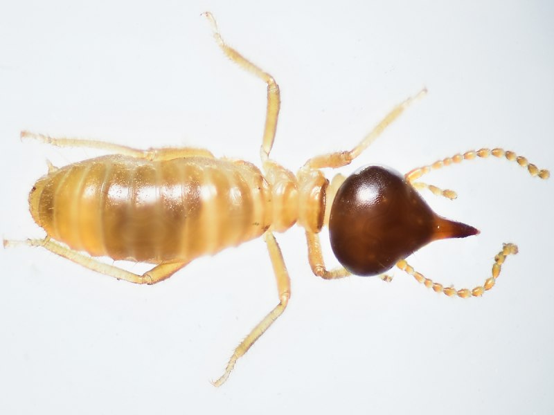 Isoptera термиты