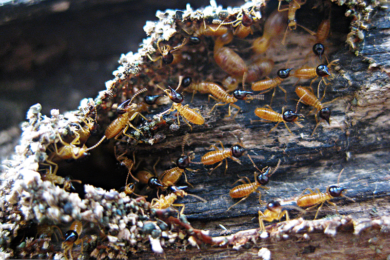 Термиты "Subterranean Termite"
