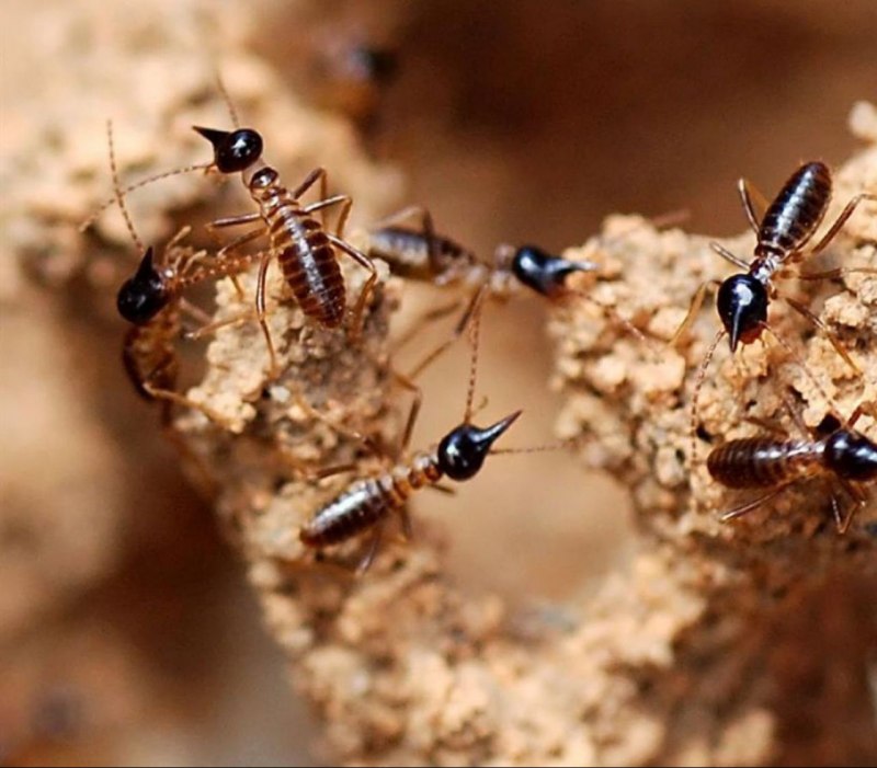 Euspinolia militaris