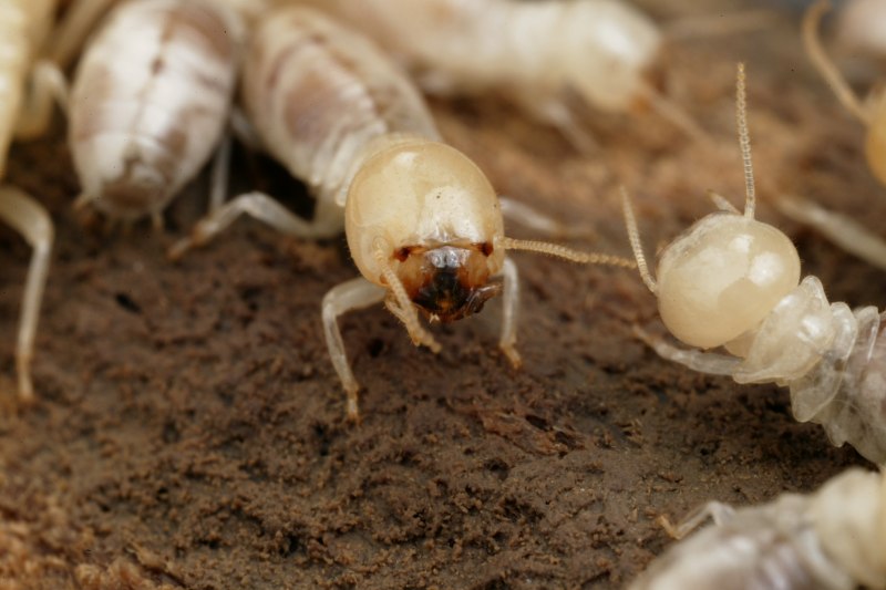 Isoptera термиты