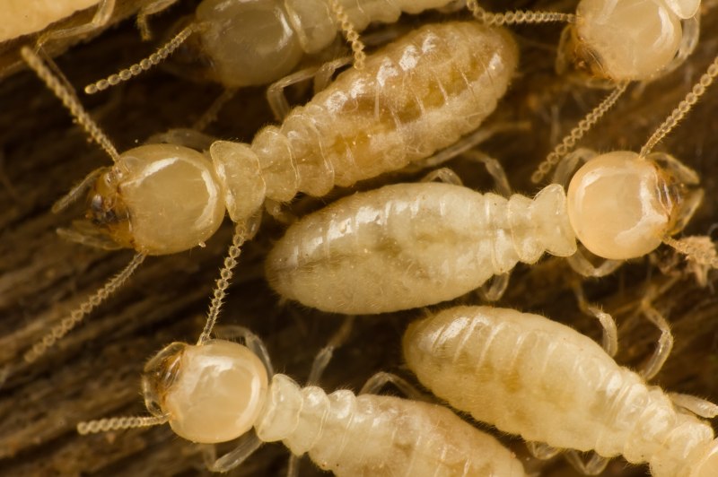 Термиты "Subterranean Termite"
