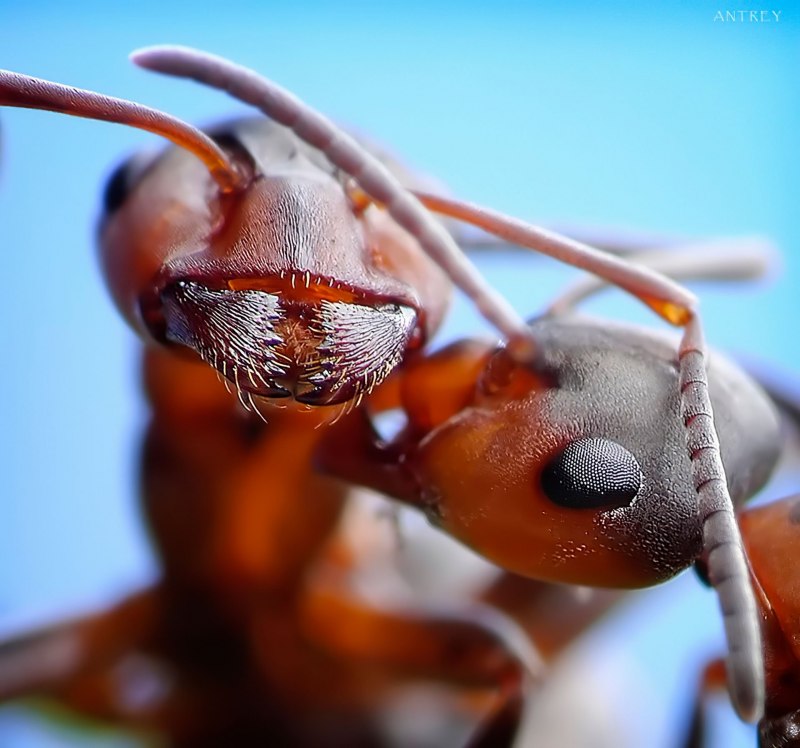Муравьи Cataglyphis bombycina
