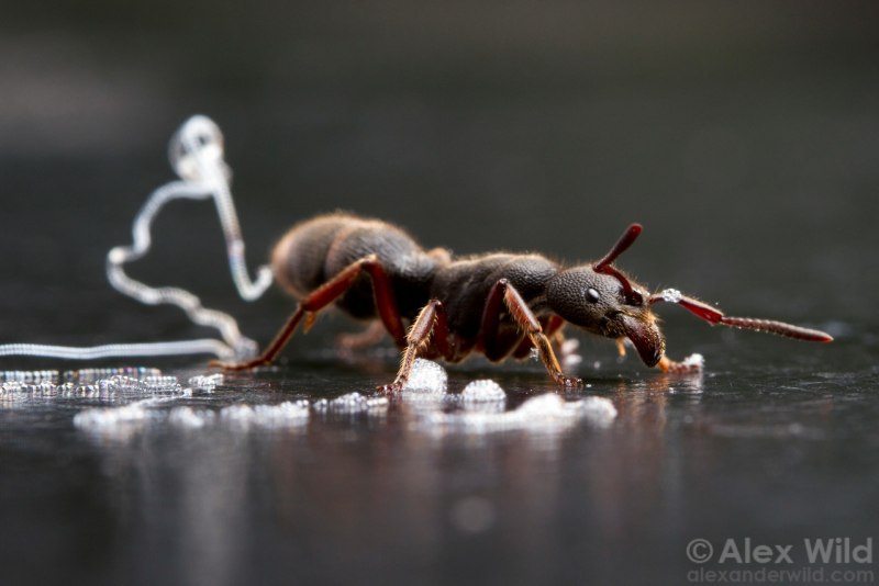Macrotermitinae термиты грибоводы