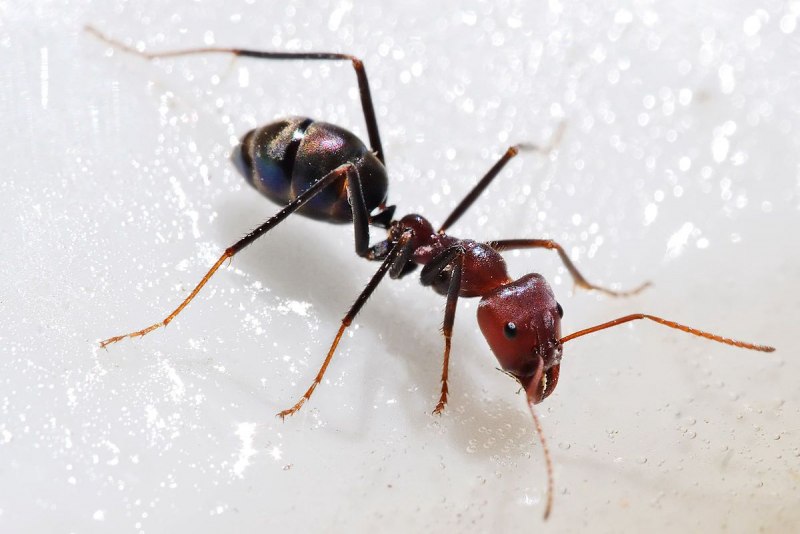 Желтошеий Термит Kalotermes flavicollis.