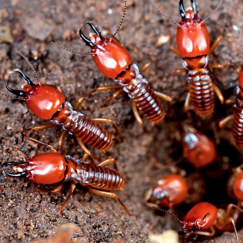 Myrmecia mandibularis