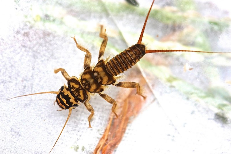 Веснянки (Plecoptera) личинка