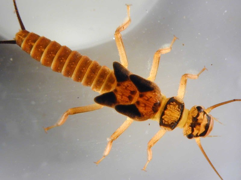 Plecoptera личинка