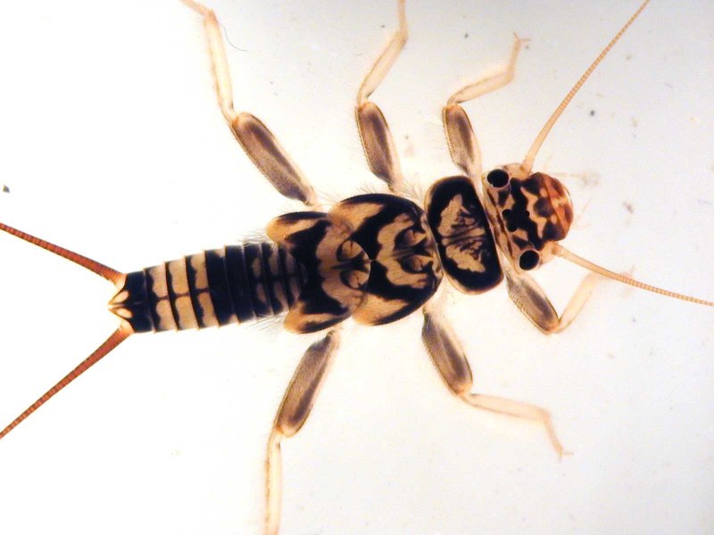 Веснянки (Plecoptera) личинка