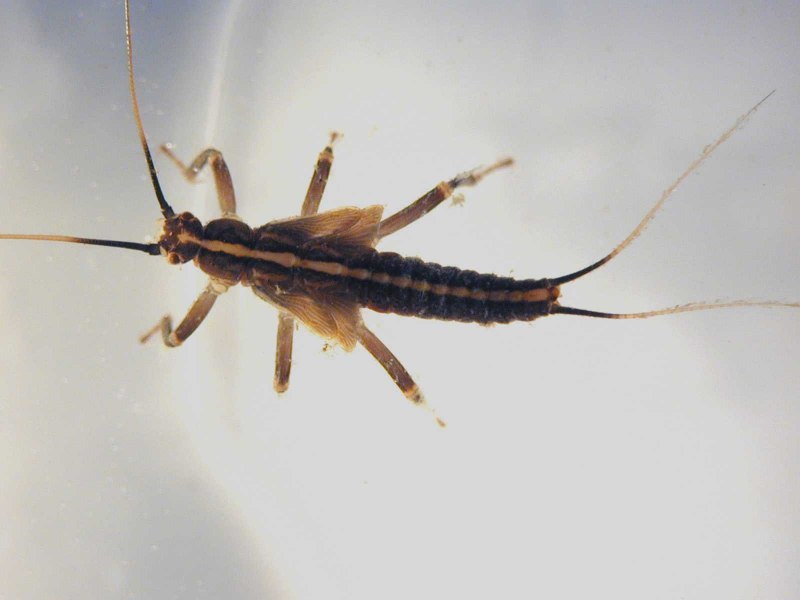 Веснянки (Plecoptera) личинка