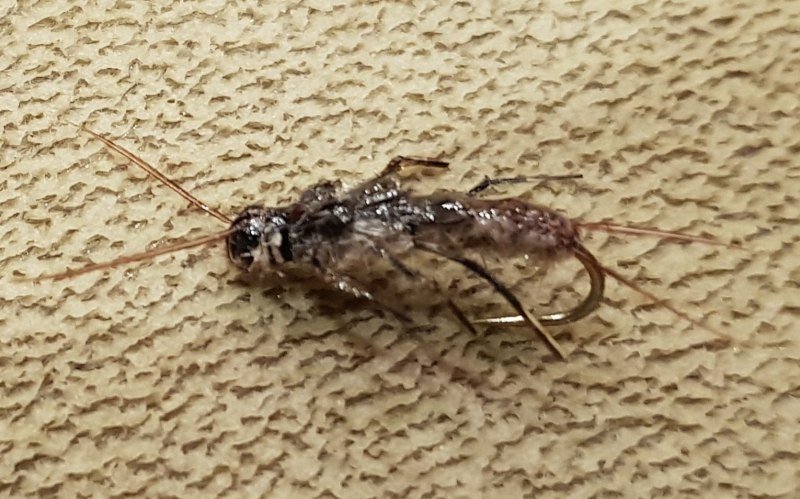 Plecoptera (Isoperla)