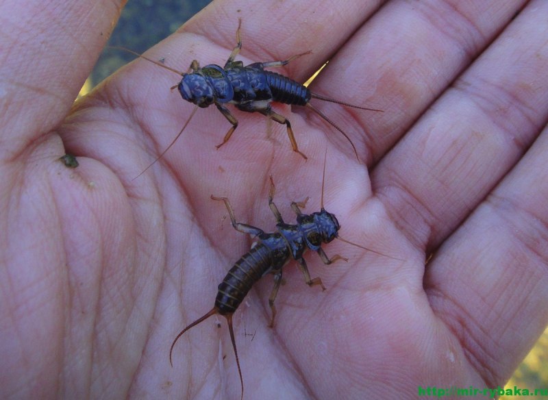 Agnetina brevipennis