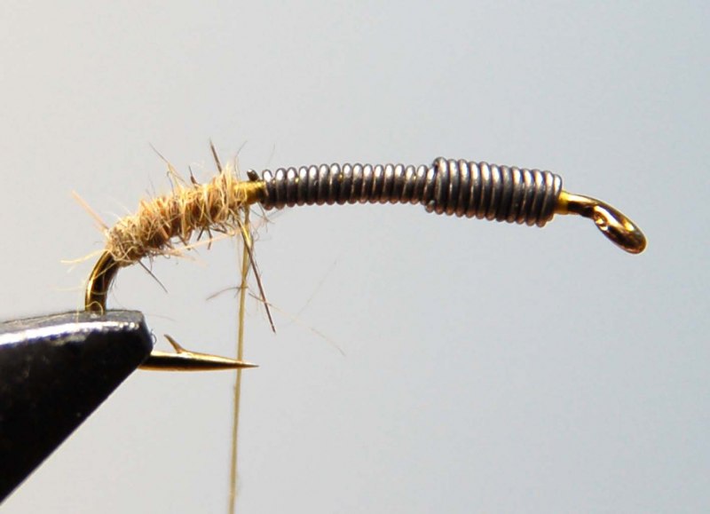 Plecoptera (Isoperla)