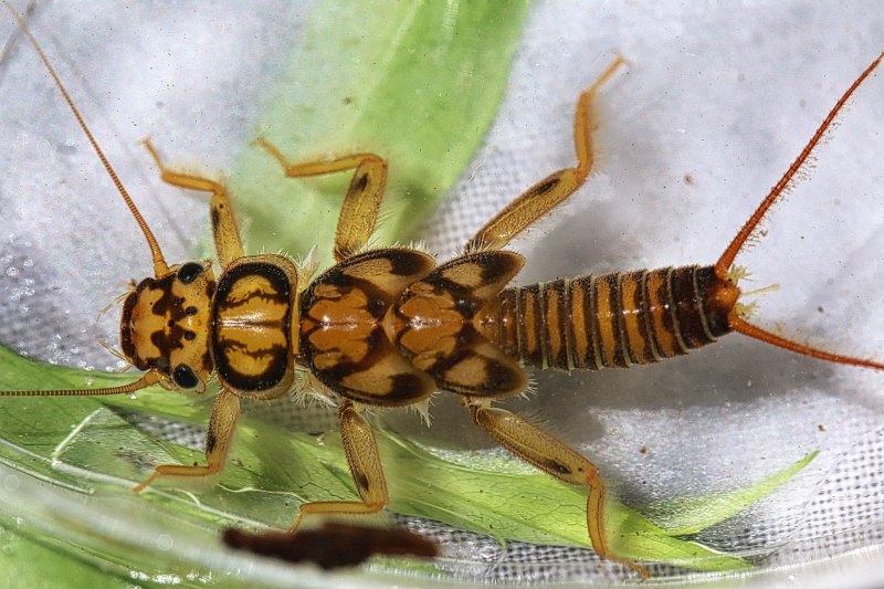 Веснянки (Plecoptera) личинка