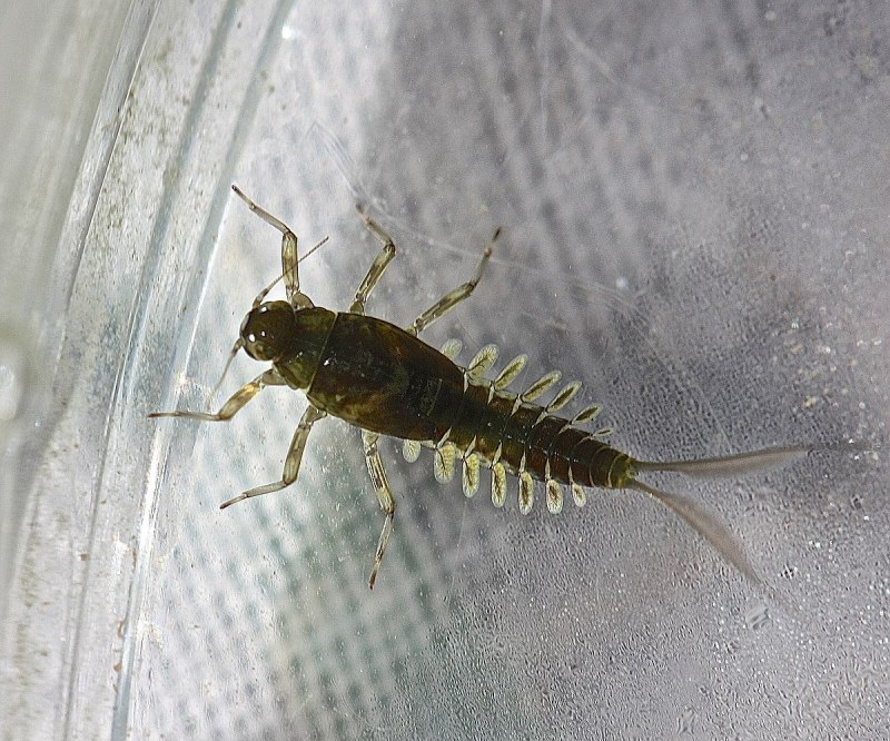Nemoura cinerea личинка