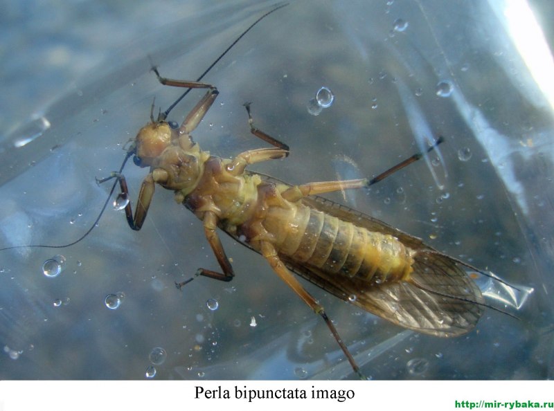 Веснянки (Plecoptera) личинка