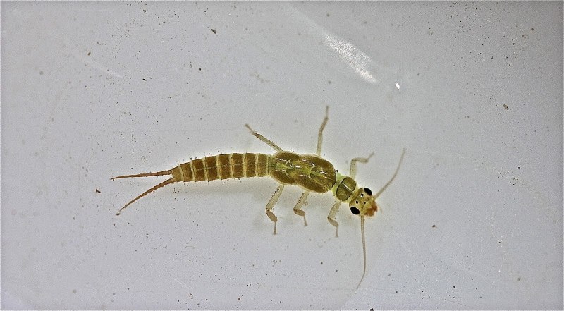 Веснянки (Plecoptera) личинка