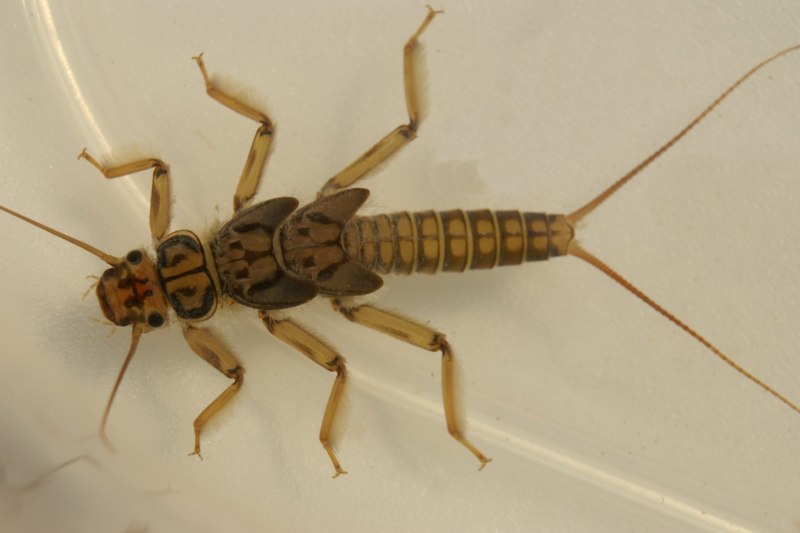 Веснянки (Plecoptera) личинка