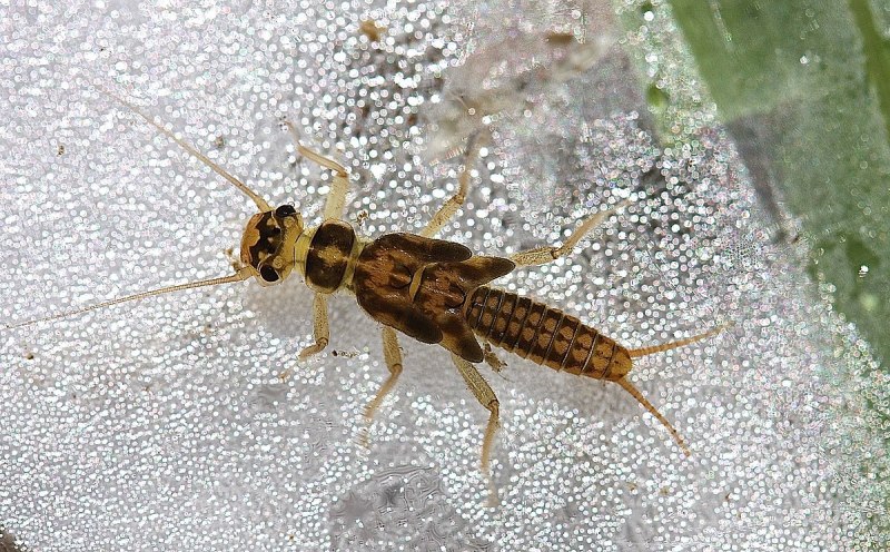 Amphinemura Borealis