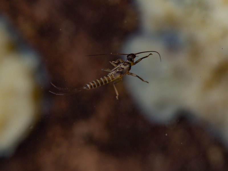 Stonefly nymph