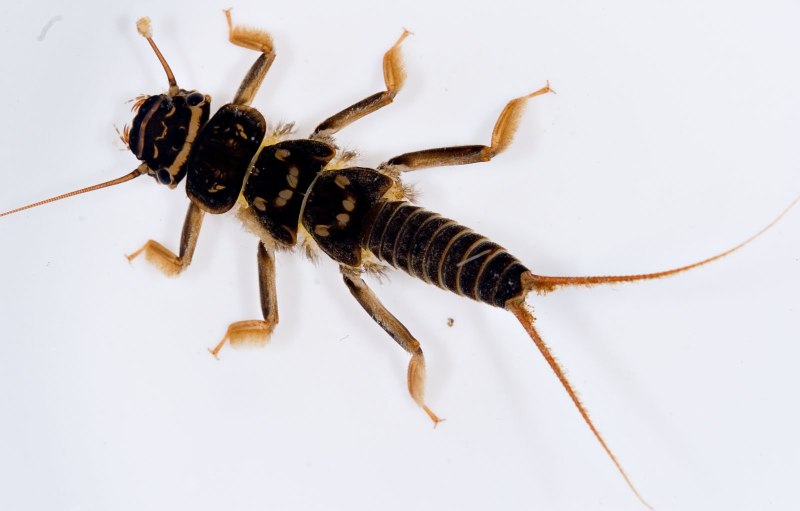 Amphinemura Borealis