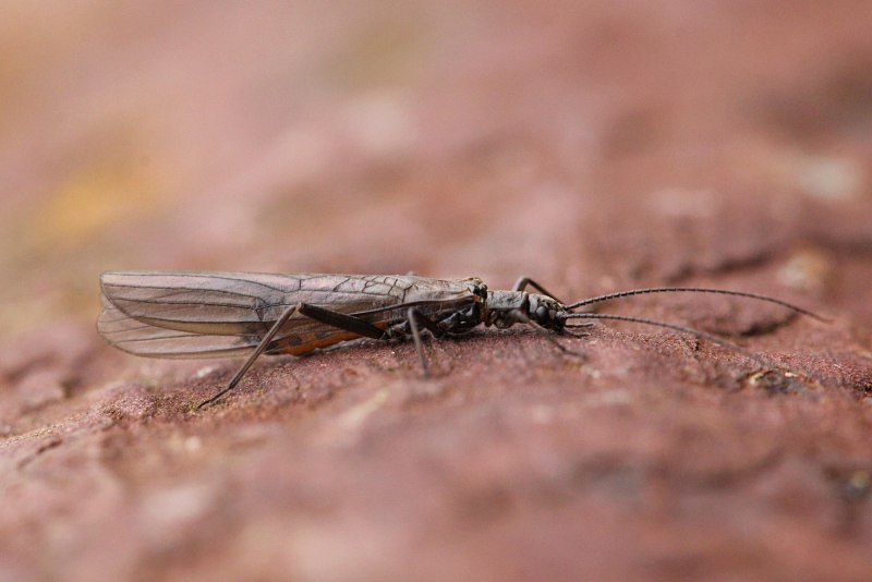 Plecoptera (Stonefly)