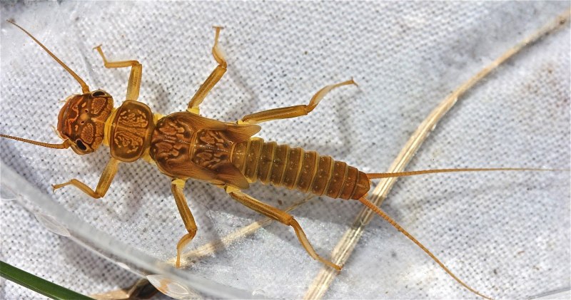 Веснянки (Plecoptera) личинка