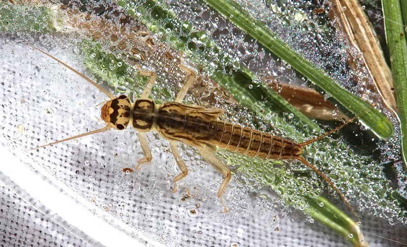 Nemoura cinerea