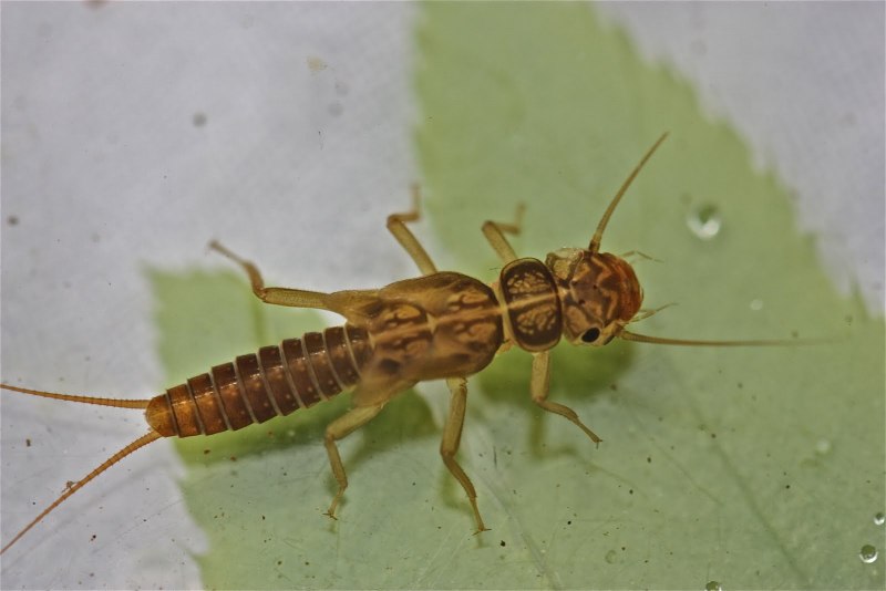 Stonefly nymph насекомое