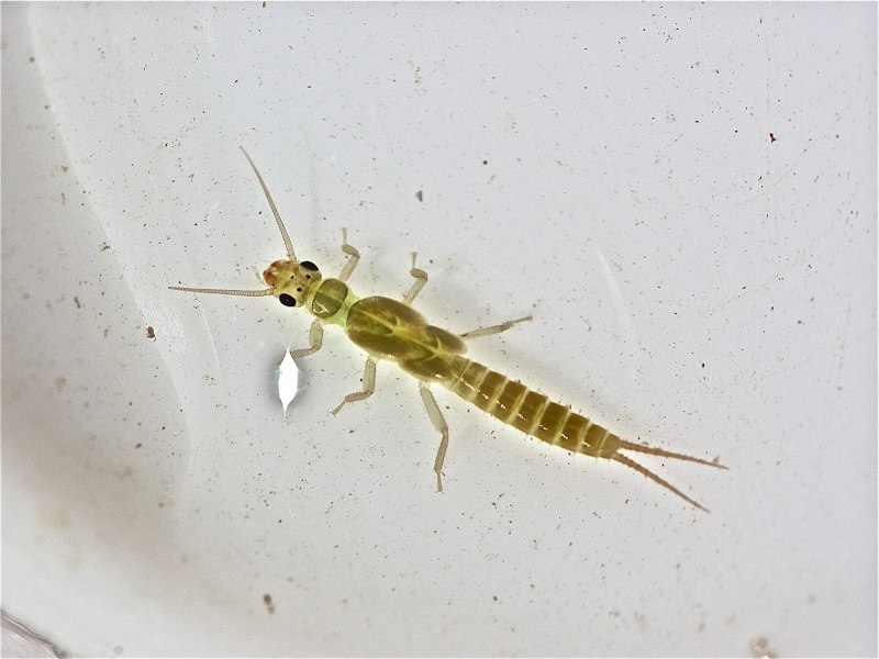 Pteronarcys californica