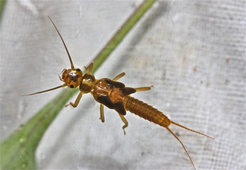 Leuctra Fusca