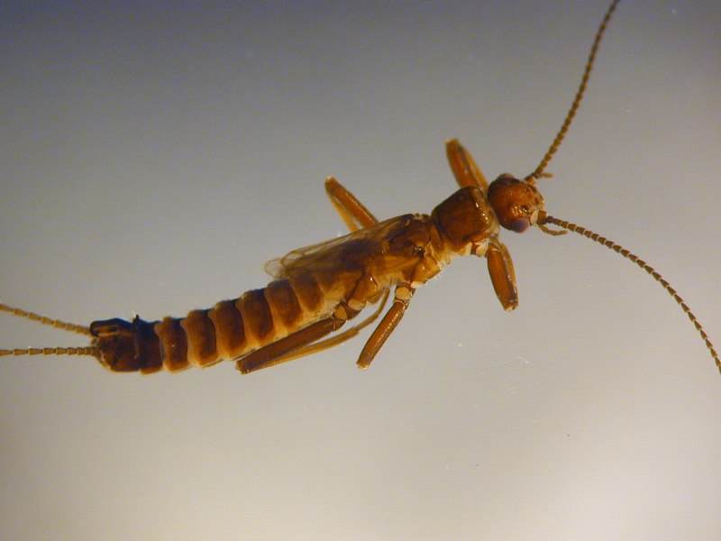 Enyaliopsis petersi